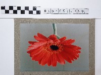 藏品(紅色菊花)的圖片