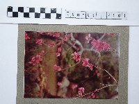 藏品(桃粉色櫻花)的圖片