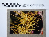 藏品(黃色花卉)的圖片