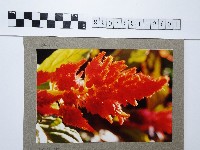 藏品(紅色羽狀雞冠花)的圖片