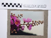 藏品(紫薇)的圖片