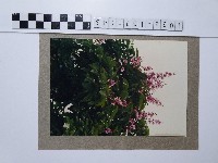 藏品(紫薇)的圖片