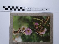 藏品(紫薇)的圖片