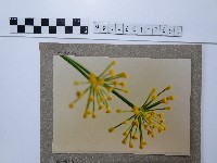 藏品(茴香)的圖片