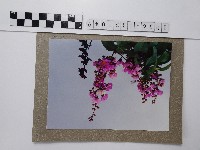 藏品(紫薇)的圖片