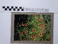 藏品(天人菊)的圖片