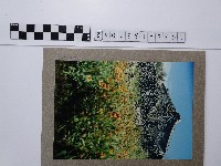 藏品(天人菊)的圖片