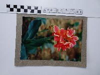 藏品(美人蕉)的圖片