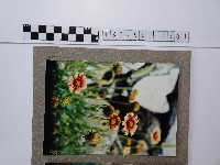 藏品(天人菊)的圖片