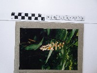 藏品(月桃花)的圖片