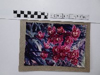 藏品(大花惠蘭)的圖片