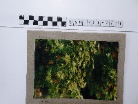 藏品(雞爪槭)的圖片