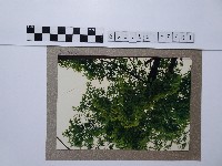 藏品(楓香樹)的圖片