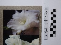 藏品(白色花卉)的圖片