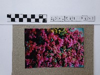 藏品(杜鵑花)的圖片