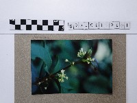 藏品(桂花)的圖片
