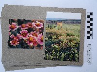 藏品(植物照片集)的圖片