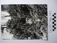 藏品(曾文溪源頭)的圖片