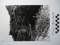 藏品(沙拉茅的清晨)的圖片