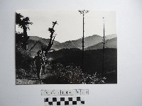 藏品(兩人)的圖片