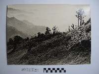 藏品(高山風情)的圖片