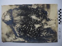 藏品(大冠鷲)的圖片