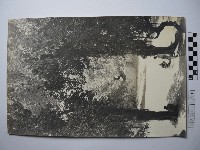 藏品(樹下三人)的圖片