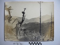 藏品(行走者)的圖片