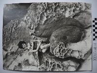 藏品(野柳)的圖片