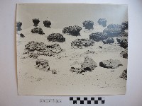 藏品(野柳風景)的圖片