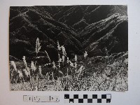 藏品(高山峻嶺與部落)的圖片