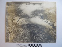 藏品(自然風情)的圖片