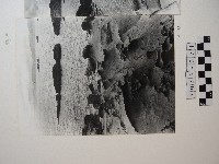 藏品(野柳風景)的圖片