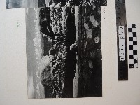 藏品(野柳風景)的圖片