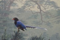 藏品(臺灣藍鵲)的圖片