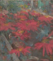 藏品(聖誕紅)的圖片