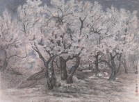 藏品(賞櫻)的圖片