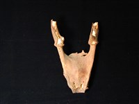 藏品(獸頭骨)的圖片