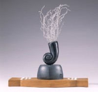 藏品(Black Pacific Shell作者Darryl J.M. Rober黑色太平洋貝殼)的圖片