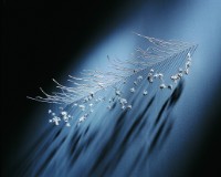 藏品(010.014.06)的圖片