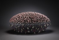 藏品(海林)的圖片