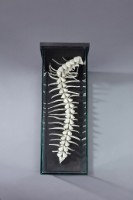 藏品(好運(三))的圖片