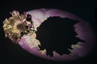 藏品(走了但依然還在)的圖片