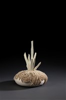 藏品(白色海膽)的圖片