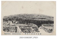 藏品(大久保百貨店發行澎湖島通梁榕樹)的圖片