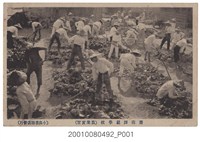 藏品(小出書籍店發行臺南師範學校農業實習)的圖片