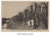 藏品(臺灣寫真榖版所印行臺南州蔗園)的圖片