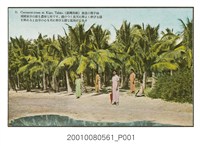 藏品(臺灣高雄旗後的椰子林)的圖片
