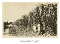 藏品(臺灣寫真製版所發行臺南州蔗園)的圖片