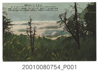 藏品(阿里山)的圖片